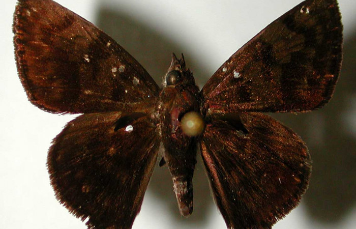 Figura 10. Adulto de <i>Pellicia dimidiata</i> (Hesperiidae), macho vista dorsal, localidad Vado Cuajiniquil, Sector Santa Rosa ACG (275m). Voucher: 93-SRNP-6958-DHJ33154.jpg.