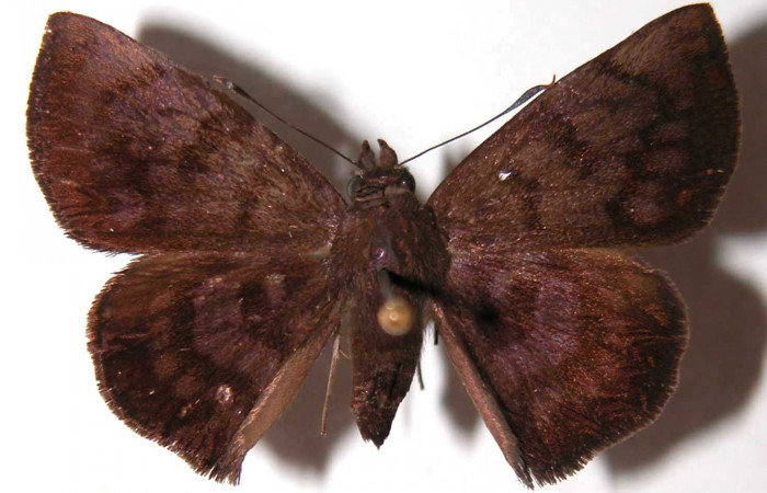 Figura 18. Adulto de <i>Pellicia arina</i> (Hesperiidae), hembra vista dorsal, localidad Vado Cuajiniquil, Sector Santa Rosa ACG (275m). Voucher: 94-SRNP-139-DHJ38028.jpg.