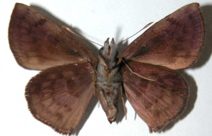 Figura 19. Adulto de <i>Pellicia arina</i> (Hesperiidae), hembra vista ventral, localidad Vado Cuajiniquil, Sector Santa Rosa ACG (275m). Voucher: 94-SRNP-139-DHJ38029.jpg.