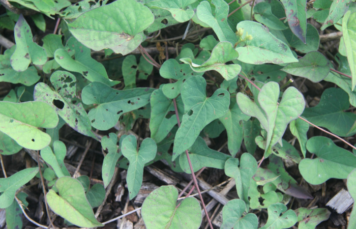 Figura 20. Planta hospedera de <i>Pellicia dimidiata</i> (Hesperiidae), planta llamada <i>Ipomoea trifida</i> (Convolvulaceae), localidad Medrano, Estación Biológica Quica Sector Pitilla ACG (380m). Foto: Ricardo Calero, 18 Marzo 2017.