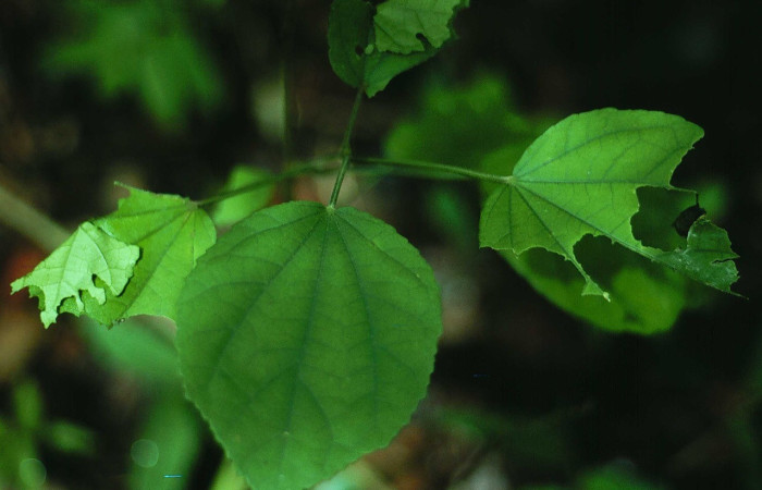 Figura 2. Detalle de refugio, <i>Canesia canescens</i> (Hesperiidae).(84-SRNP-1662-DHJ8600).