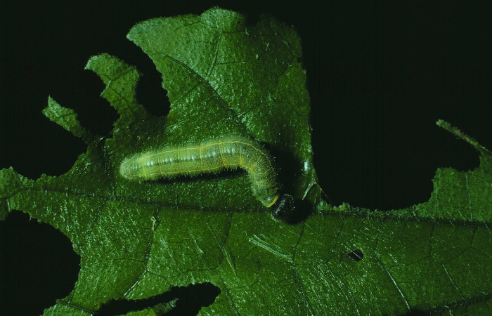 Figura 5. Detalle dorsal entero, <i>Canesia canescens</i> (Hesperiidae).(84-SRNP-1662-DHJ8607).