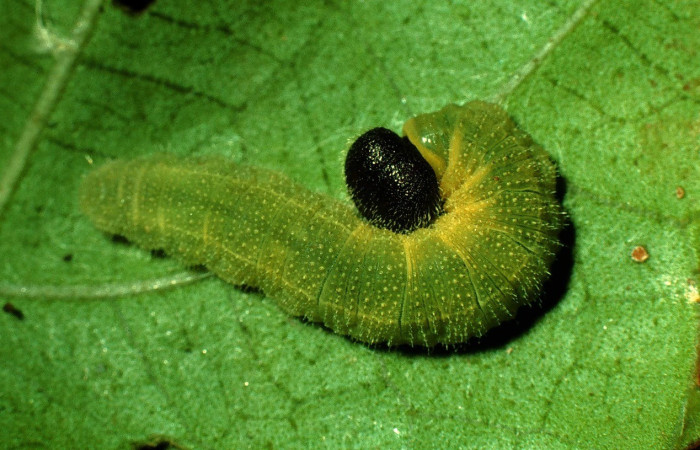 Figura 9. Detalle en último estadío, <i>Canesia canescens</i> (Hesperiidae). (97-SRNP-1443-DHJ41489).