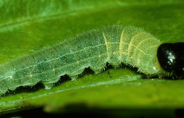 Figura 7. Detalle lateral y cabeza, <i>Canesia canescens</i> (Hesperiidae). (97-SRNP-796-DHJ40482).