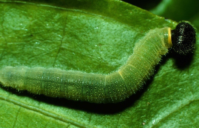 Figura 8. Detalle dorsal, <i>Canesia canescens</i> (Hesperiidae). (97-SRNP-796-DHJ40483).