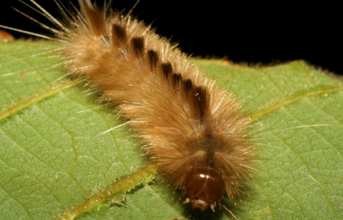 Fig.12 Larva <i>Symphlebia</i> ipseaDHJ02, (Erebidae), se alimenta <i>Clethra lanata</i> , (Clethraceae), mostrando la parte frontal.Voucher: 07-SRNP-33102-DHJ427500.jpg.