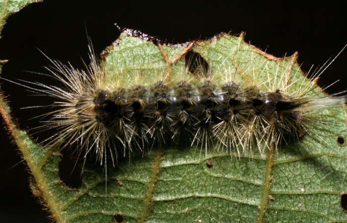 Fig.14 Larva <i>Symphlebia</i> ipseaDHJ01, (Erebidae), se alimenta <i>Clethra lanata</i>, (Clethraceae), mostrando la parte dorsal entero.Voucher: 08-SRNP-58489-DHJ449831.jpg.