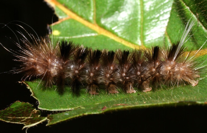 Fig.15 Larva <i>Symphlebia ipsea</i>, (Erebidae), se alimenta <i>Clethra lanata</i>, (Clethraceae), mostrando la parte lateral entero.Voucher: 09-SRNP-55543-DHJ451934.jpg.