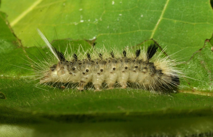 Fig.16 Larva <i>Symphlebia</i> ipseaDHJ01, (Erebidae), se alimenta <i>Clethra lanata</i>, (Clethraceae), mostrando la parte dorsal entero.Voucher: 09-SRNP-31242-DHJ458440.jpg.