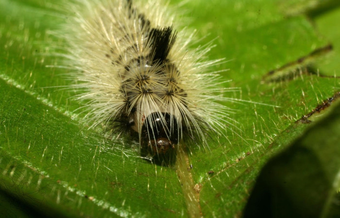 Fig.17 Larva <i>Symphlebia</i> ipseaDHJ01, (Erebidae), se alimenta <i>Clethra lanata</i>, (Clethraceae), mostrando la parte cabeza.Voucher: 09-SRNP-31242-DHJ458442.jpg.