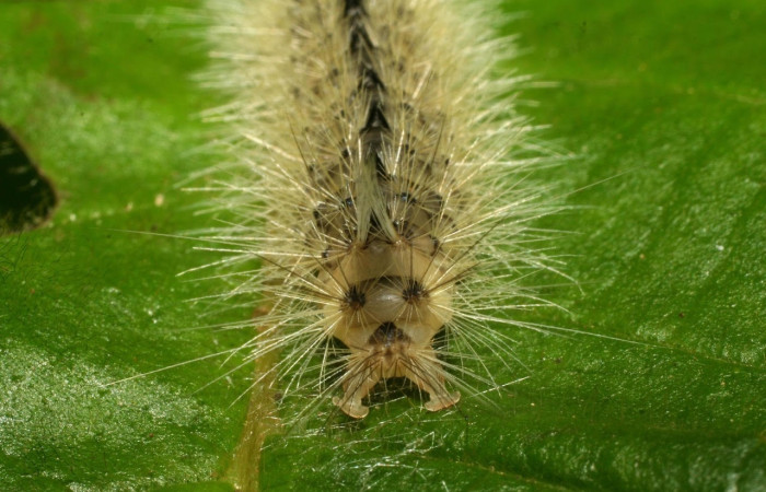 Fig.18 Larva <i>Symphlebia</i> ipseaDHJ01, (Erebidae), se alimenta <i>Clethra lanata</i>, (Clethraceae), mostrando la parte trasera.Voucher: 09-SRNP-31242-DHJ458443.jpg.
