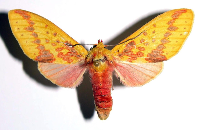 Fig.1 Adulto <i>Symphlebia ipsea</i>, Erebidae, mostrando la parte dorsal.Voucher: 00-SRNP-9454-DHJ93834.