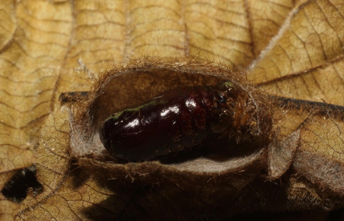 Fig.25 Pupa <i>Symphlebia ipsea</i>, (Erebidae), se alimenta <i>Clethra mexicana</i>, (Clethraceae), mostrando la parte pupa dorsal entero.Voucher: 18-SRNP-65370-DHJ488554.JPG.