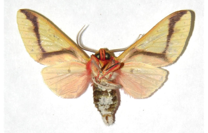 Fig.6 Adulto <i>Symphlebia</i> ipseaDHJ02, Erebidae, mostrando la parte ventral.Voucher: 04-SRNP-3420-DHJ316349.
