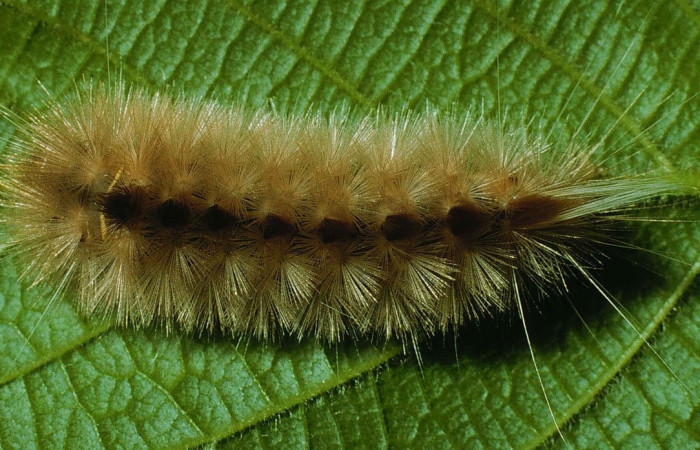Fig.7 Larva <i>Symphlebia ipsea</i>, (Erebidae), se alimenta  <i>Clethra lanata</i>, (Clethraceae), mostrando la parte dorsal entero.Voucher: 99-SRNP-282-DHJ50092.jpg.
