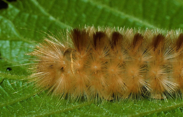 Fig.8 Larva <i>Symphlebia ipsea</i>, (Erebidae), se alimenta <i>Clethra lanata</i>, (Clethraceae), mostrando la parte lateral tórax.Voucher: 99-SRNP-282-DHJ50094.jpg.