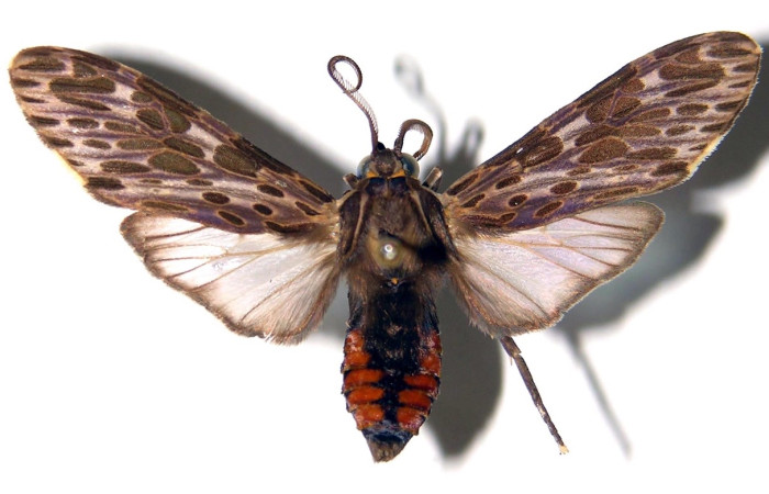Fig. 1 Adulto <i>Nelphe relegatum</i> (Erebidae),  macho vista dorsal mide 38mm. Sendero Natural, Sector Santa Rosa, 290m. 83-SRNP-1192-DHJ92294.
