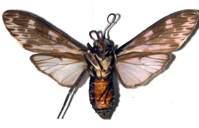 Fig. 2 Adulto <i>Nelphe relegatum</i> (Erebidae), macho vista ventral mide 38mm. Sendero Natural, Sector Santa Rosa, 290m. 83-SRNP-1192-DHJ92295.
