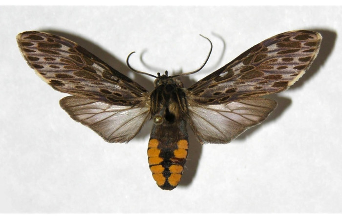 Fig. 3 Adulto <i>Nelphe relegatum</i> (Erebidae), hembra vista dorsal mide 38mm. Quebrada Otilio, Sector Cacao, 550m.. 04-SRNP-49033-DHJ318556.