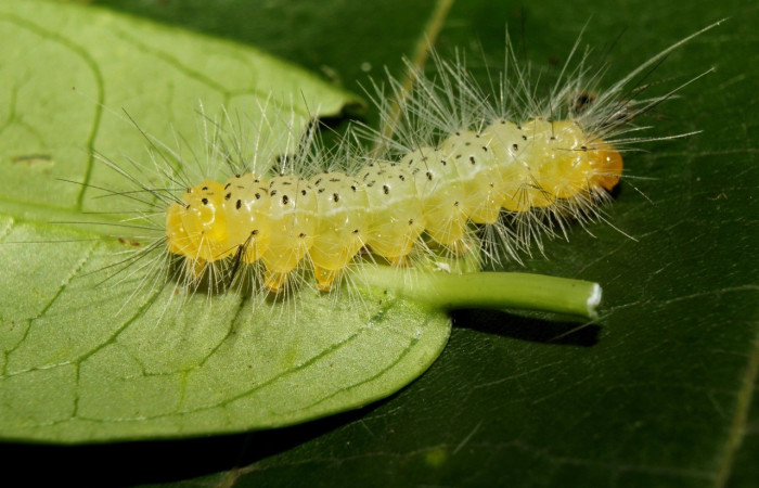 Fig. 7 larva <i>Nelphe relegatum</i> (Erebidae),  mide 22mm. Calma, Sector Pitilla Rosa, 412m. 18-SRNP-71072.-DHJ742341.jpg