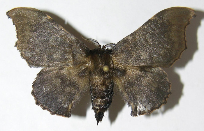  Adulto en posición dorsal de <i>Cicinnus</i> Janzen07 (Mimallonidae). Sector San Cristóbal, Finca San Gabriel.Voucher 08-SRNP-2579-DHJ501678