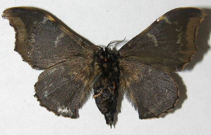  Adulto en posición ventral de <i>Cicinnus</i> Janzen07 (Mimallonidae). Sector San Cristóbal, Finca San Gabriel.Voucher 08-SRNP-2579-DHJ501679