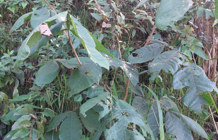  <i>nga oerstediana</i> (Fabaceae), planta hospedera de <i>Lacosoma syrinx</i> (Mimallonidae). Sector San Cristóbal, Sendero Piñal. Foto, Elda Araya, 12 Enero 2024.
