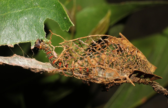  Larva en posición dorsal de <i>Cicinnus</i> Janzen09 (Mimallonidae), PPU estadio. Sector San Cristóbal, Rió Blanco Abajo.Voucher 17-SRNP-191-DHJ704239.jpg.