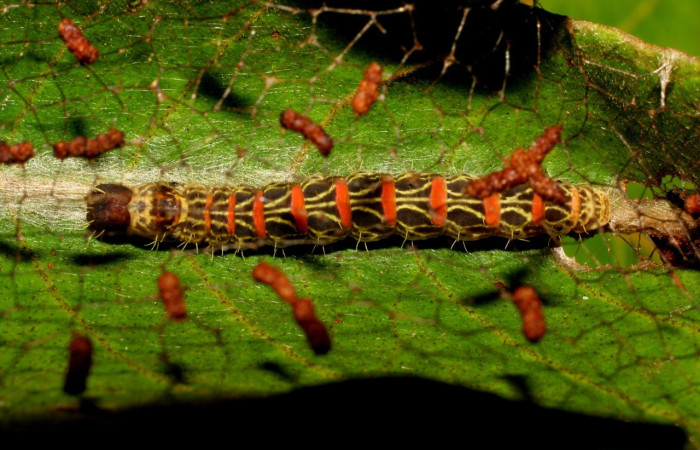  Larva en posición dorsal de <i>Lacosoma syrinx</i> (Mimallonidae), PPU estadio. Sector San Cristóbal, Sendero Huerta.Voucher 07-SRNP-3406-DHJ426209.jpg.