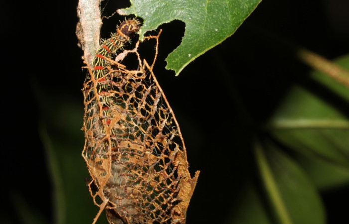  Larva en posición dorsal de <i>Cicinnus</i> Janzen09 (Mimallonidae), PPU estadio. Sector San Cristóbal, Rió Blanco Abajo.Voucher 17-SRNP-191-DHJ704240.jpg.