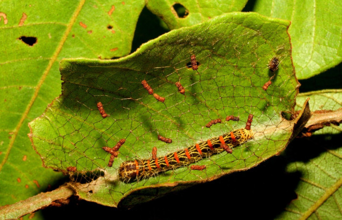  Larva en posición lateral de <i>Lacosoma syrinx</i> (Mimallonidae), PU estadio. Sector San Cristóbal, Sendero Huerta.Voucher 07-SRNP-3406-DHJ433517.jpg.