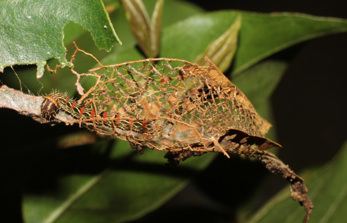  Larva en posición lateral de <i>Cicinnus</i> Janzen09 (Mimallonidae), PPU estadio. Sector San Cristóbal, Rió Blanco Abajo.Voucher 17-SRNP-191-DHJ704241.jpg.