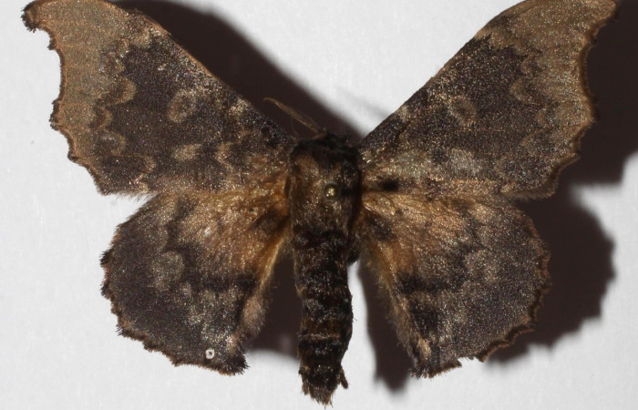  Adulto en posición dorsal de <i>Lacosoma syrinx</i> (Mimallonidae). Sector San Cristóbal, Rió Blanco Abajo.Voucher 18-SRNP-197-DHJ936012