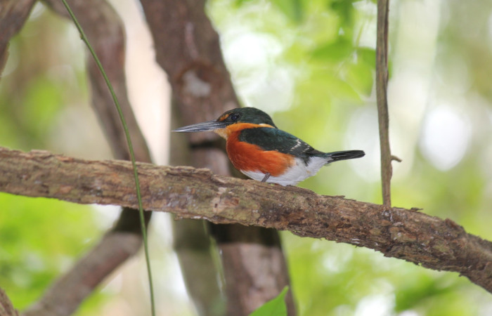 Fig. 1 American Pygmy Kingfisher Martín Pescador Enano <i>Chloroceryle aenea</i> (Alcedinidae), Estación Biológica Los Almendros, Sector El Hacha ACG. 02 de mayo 2023 Foto. Roster Moraga