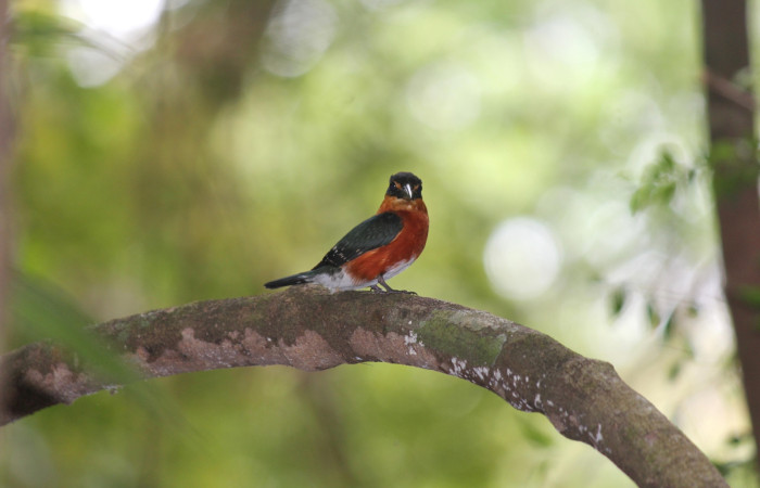 Fig. 2 American Pygmy Kingfisher Martín Pescador Enano <i>Chloroceryle aenea</i> (Alcedinidae), Estación Biológica Los Almendros, Sector El Hacha ACG. 02 de mayo 2023 Foto. Roster Moraga