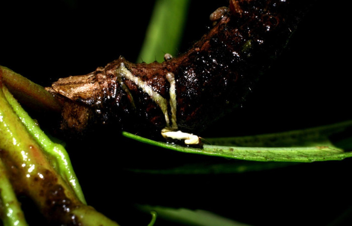 Figura 9. <i>Bonatea</i> duciataDHJ03 (Geometridae), en penúltimo estadio, posición frontal. Gongora. Voucher 07-SRNP-46430-DHJ434970.jpg.