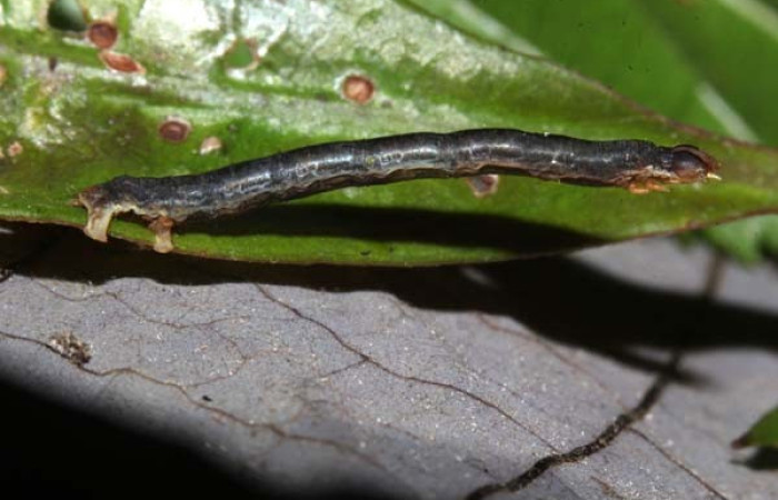 Figura 2. <i>Bonatea</i> duciataDHJ03 (Geometridae), en tercer estadio, posición lateral. Sector Pitilla. Voucher 18-SRNP-30764-DHJ744120.jpg.