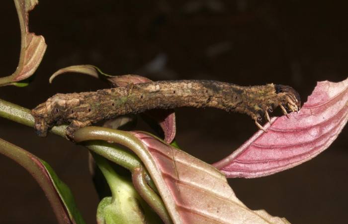 Figura 5. <i>Bonatea</i> duciataDHJ03 (Geometridae), en penúltimo estadio, posición lateral. Sector Pitilla. Voucher 18-SRNP-30764-DHJ744427.jpg.