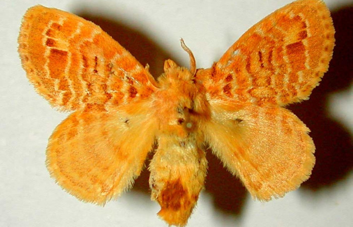 Fig.4. Larva de <i>Nesara casada</i>. Vista dorsal.Voucher:00-SRNP-11326-DHJ33192