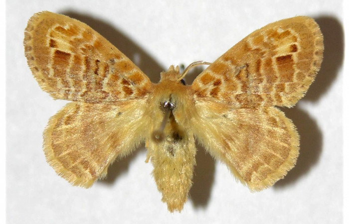 Fig. 8. Macho de <i>Nesara casada</i> (Lasiocampidae). Vista dorsal. Voucher: 00-SRNP-555-DHJ319326.