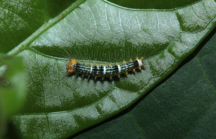 Fig. 1. Larva de <i>Nesara casada</i> vista dorsal Voucher: 14-SRNP-71914-DHJ726215.jpg