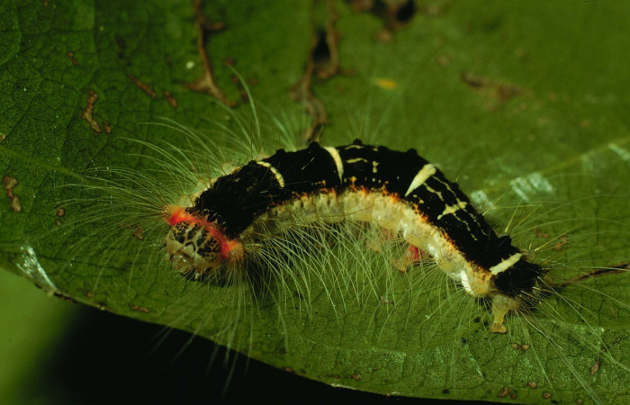 Fig. 2. Larva de <i>Nesara casada</i>. Vista dorsal. Voucher: 94-SRNP-9712-DHJ27025