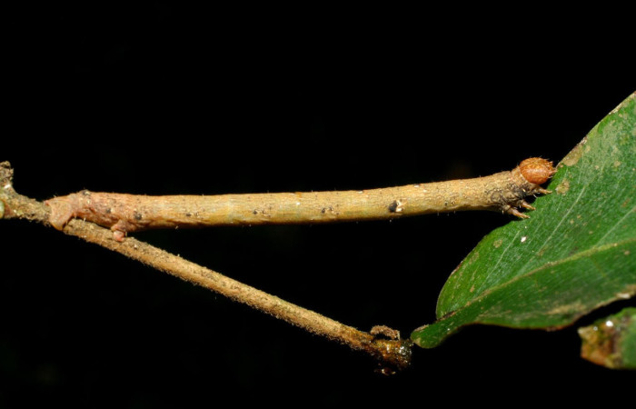 Fig.10. Larva de <i>Glena</i> Janzen07. Voucher : 07-SRNP-58446-DHJ428750.jpg.