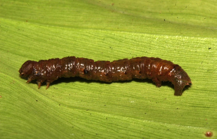 Fig.11. Prepupa de <i>Glena agria</i>. Voucher : 21-SRNP-31185-DHJ787305.jpg.