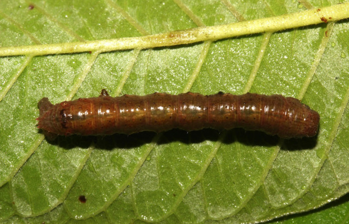 Fig.12. Prepupa de <i>Glena agria</i>. Voucher : 18-SRNP-71538-DHJ742972.jpg.