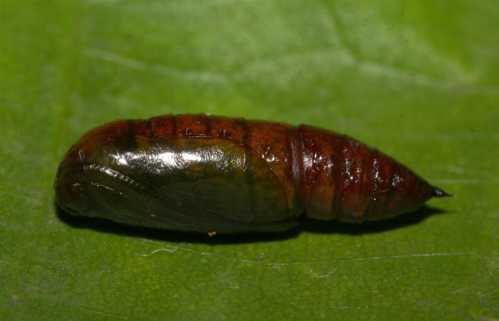  Fig.14. Pupa de <i>Glena agria</i>. Voucher : 18-SRNP-31260-DHJ745938.jpg.
