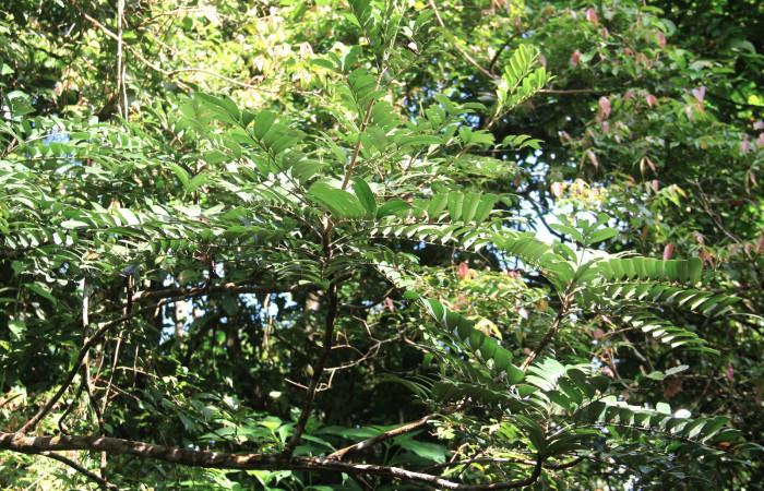 Fig 17. Mostrando una ramas de <i>Simarouba amara</i>, planta hospedera de <i>Glena agria</i>. 