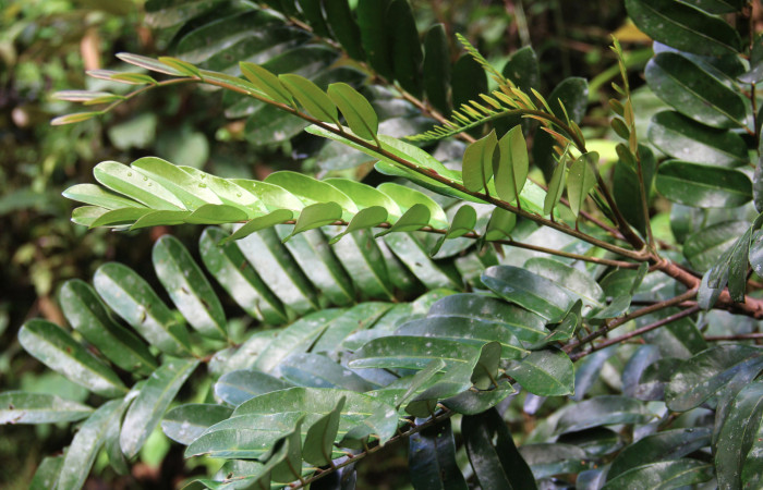 Fig 18. Mostrando brotes de <i>Simarouba amara</i>, planta hospedera de <i>Glena agria</i>. 