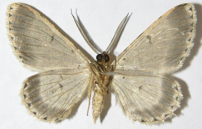 Fig.2. Adulto de <i>Glena agria</i> en posición ventral. Voucher : 09-SRNP-31393-DHJ506105.jpg.