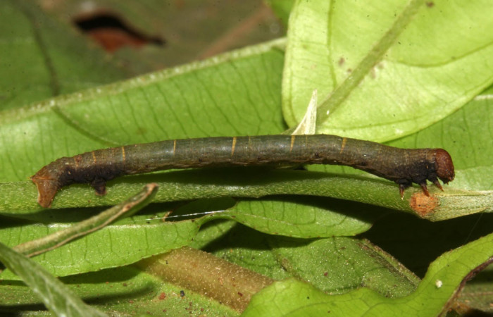 Fig.4. Larva de <i>Glena agria</i>. Voucher : 18-SRNP-31260-DHJ745522.jpg.